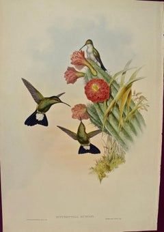 Hummingbirds: Gerahmte handkolorierte „Hypuroptila“ mit Kakteen aus dem 19. Jahrhundert