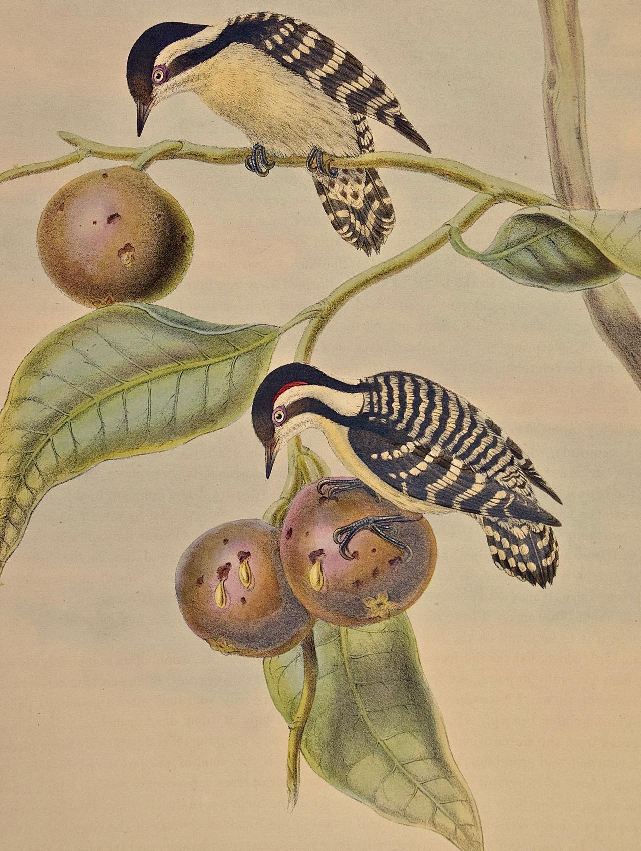 « Woodpeckers, Ceylonese Pygmy : A 19th C. Gould - Lithographie colorée à la main » - Print de John Gould and Henry Constantine Richter