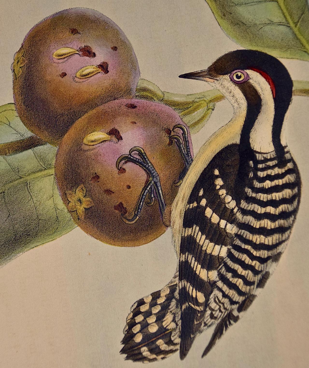 « Woodpeckers, Ceylonese Pygmy : A 19th C. Gould - Lithographie colorée à la main » - Beige Landscape Print par John Gould and Henry Constantine Richter