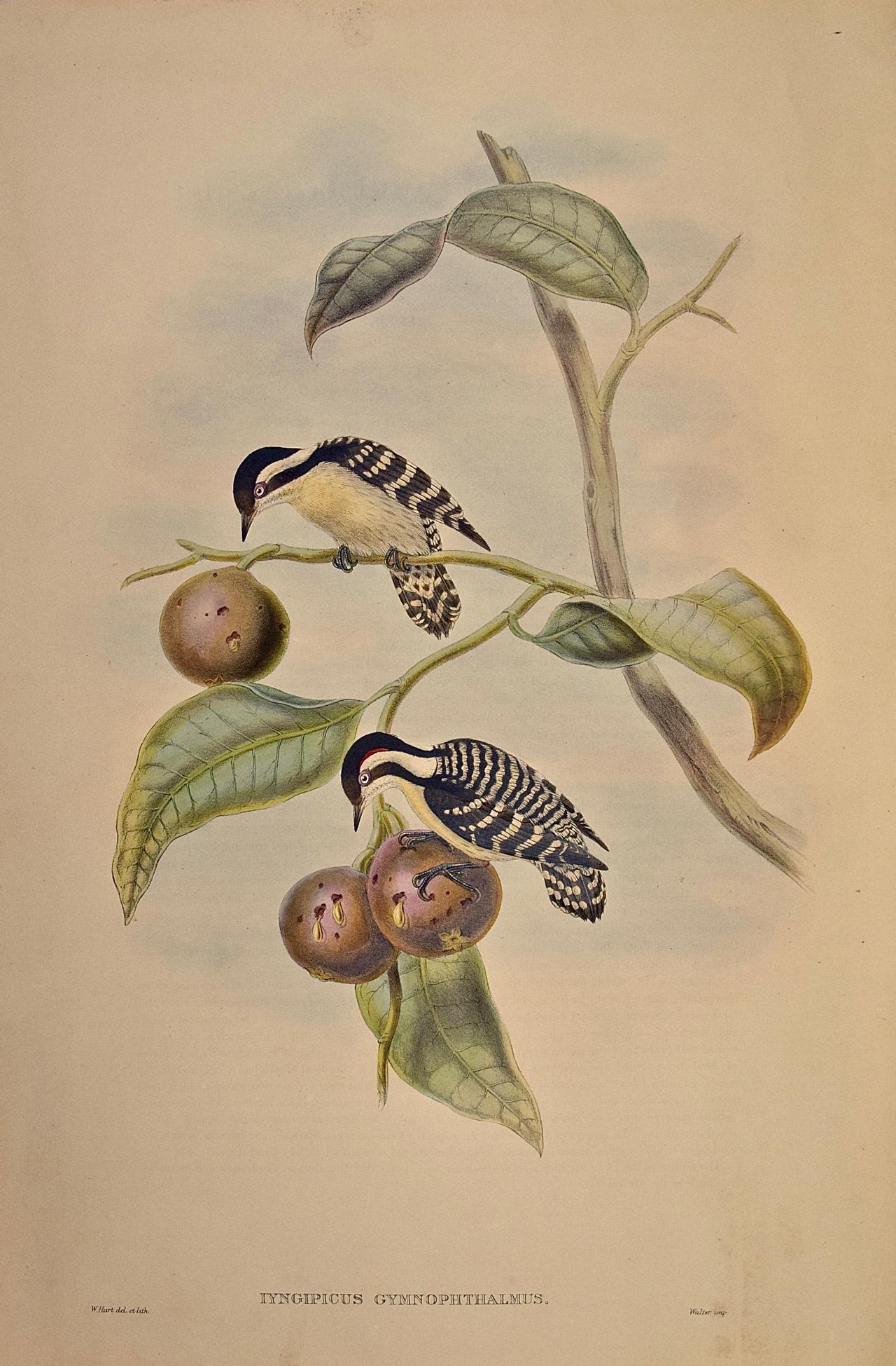 John Gould and Henry Constantine Richter Landscape Print - Woodpeckers, Ceylonese Pygmy: A 19th C. Gould Hand-colored Lithograph