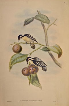 Picchio, pigmeo di Ceylon: Una litografia colorata a mano di Gould del 19° secolo