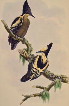 Heart Spotted Woodpeckers: A 19th C. Gould Hand-colored Lithograph