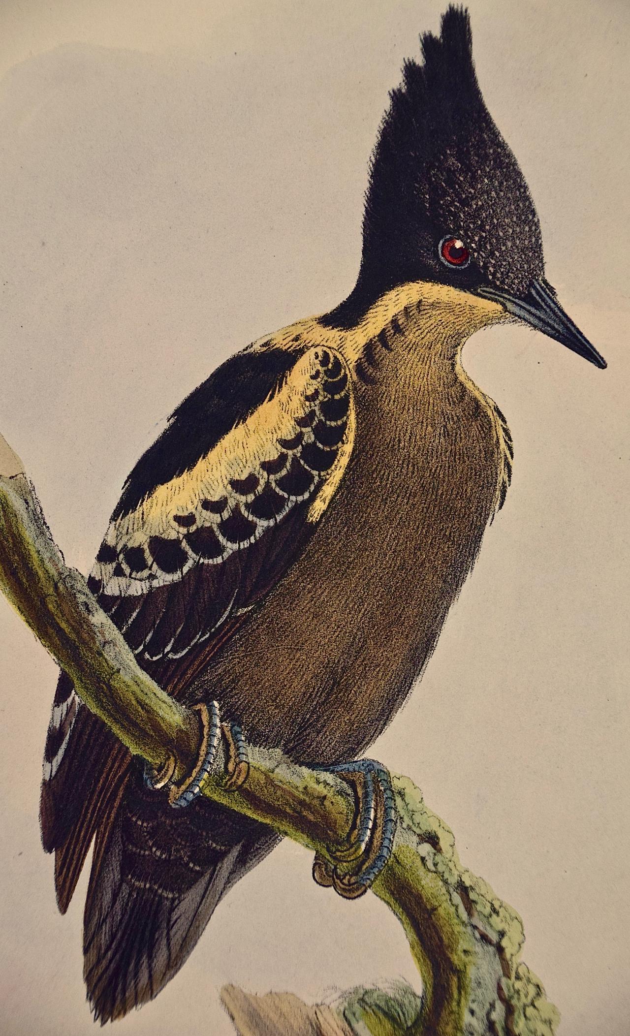 Pics épeiches : A.C.I.C. Lithographie coloriée à la main - Naturalisme Print par John Gould and Henry Constantine Richter