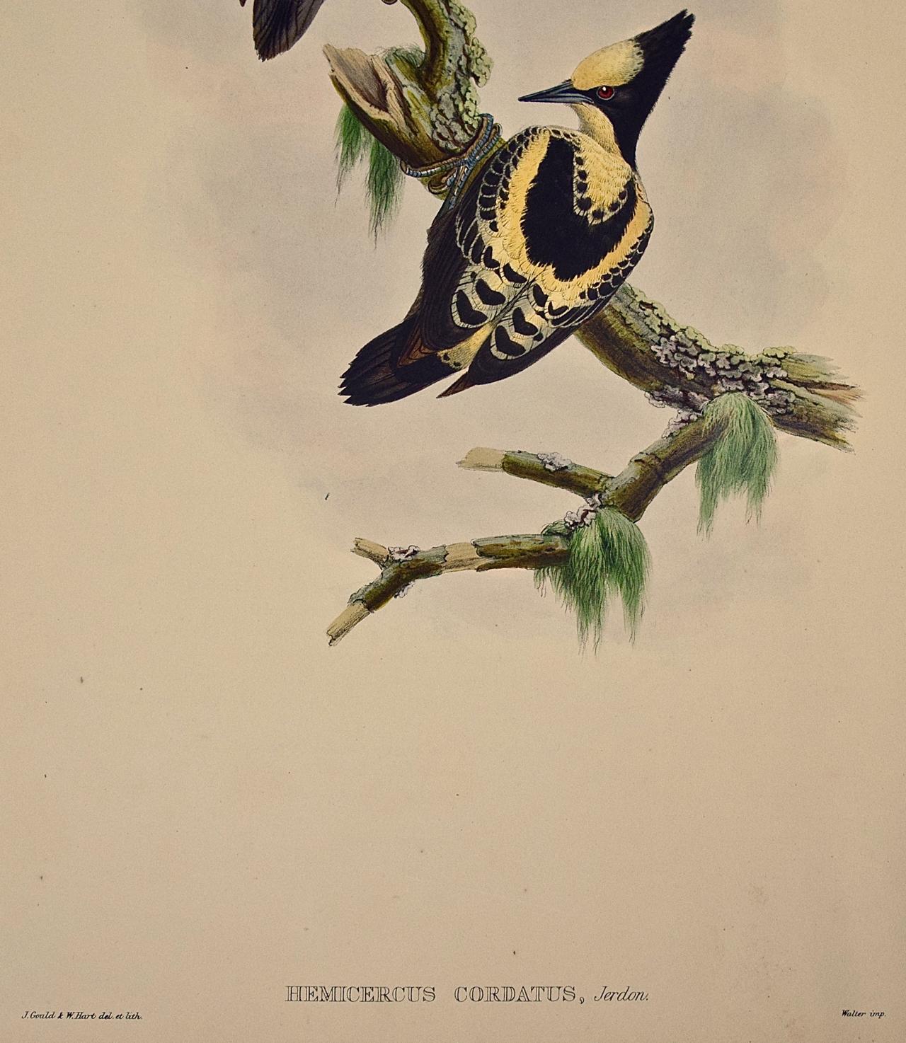 heart-spotted woodpecker