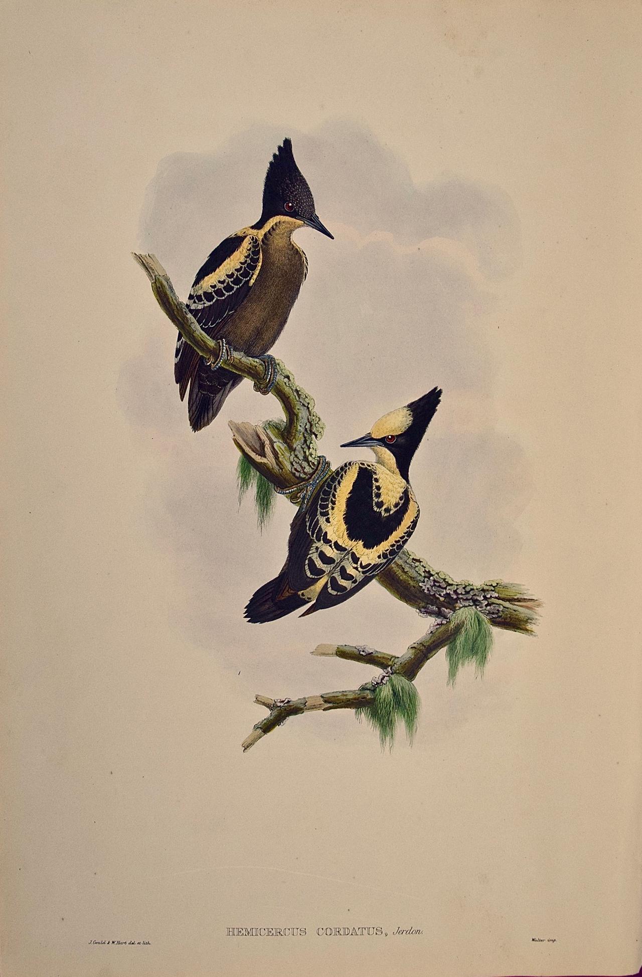 John Gould and Henry Constantine Richter Animal Print - Heart Spotted Woodpeckers: A 19th C. Gould Hand-colored Lithograph