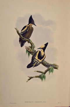 Antique Heart Spotted Woodpeckers: A 19th C. Gould Hand-colored Lithograph