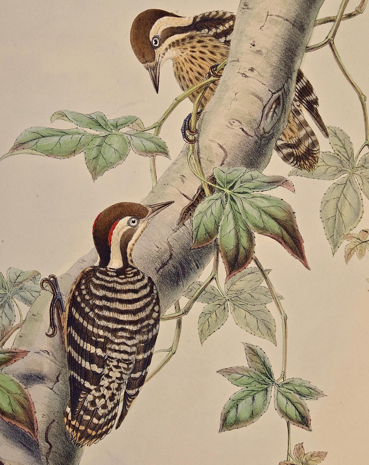 19th C. Gould Hand-colored Lithograph of Malayan Pygmy Woodpeckers - Print by John Gould and Henry Constantine Richter