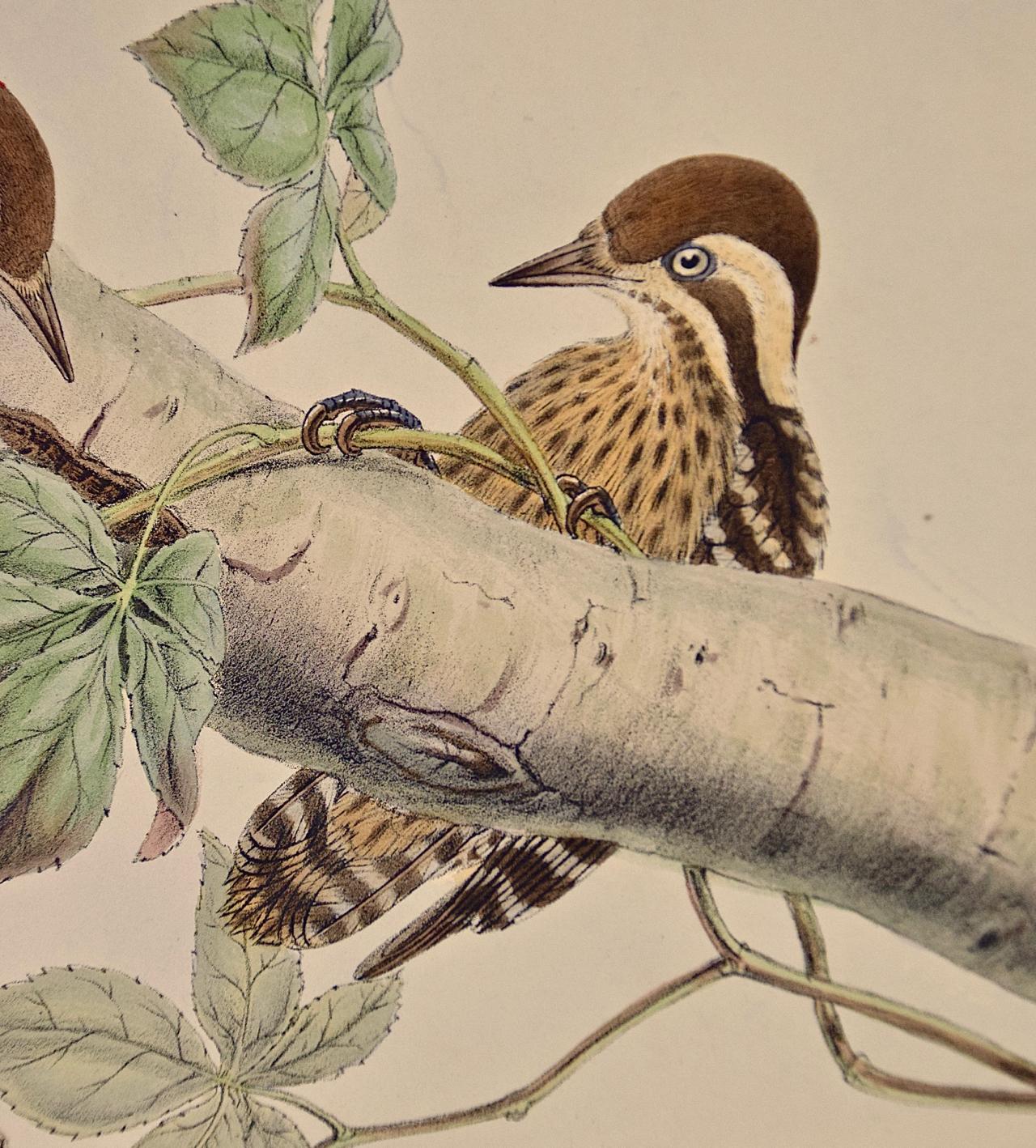 19th C. Gould Hand-colored Lithograph of Malayan Pygmy Woodpeckers - Naturalistic Print by John Gould and Henry Constantine Richter