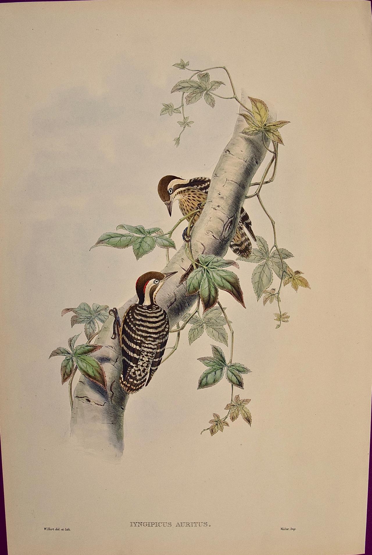 John Gould and Henry Constantine Richter Landscape Print - 19th C. Gould Hand-colored Lithograph of Malayan Pygmy Woodpeckers