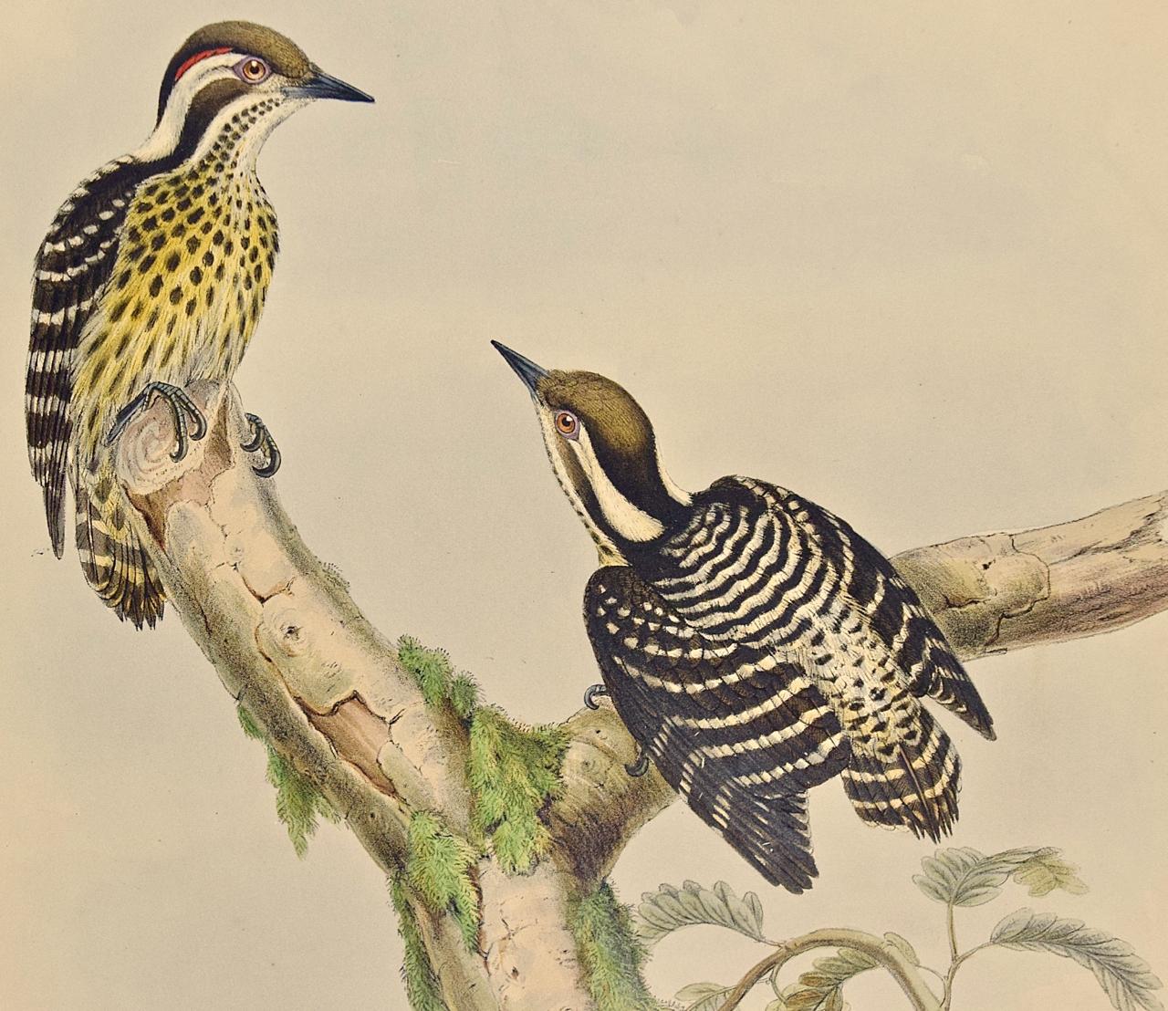 Woodpeckers, Sonnerat's Pygmy : une lithographie colorée à la main du 19e siècle - Print de John Gould and Henry Constantine Richter