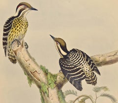 Woodpeckers, Sonnerat's Pygmy: A 19th C. Gould Hand-colored Lithograph