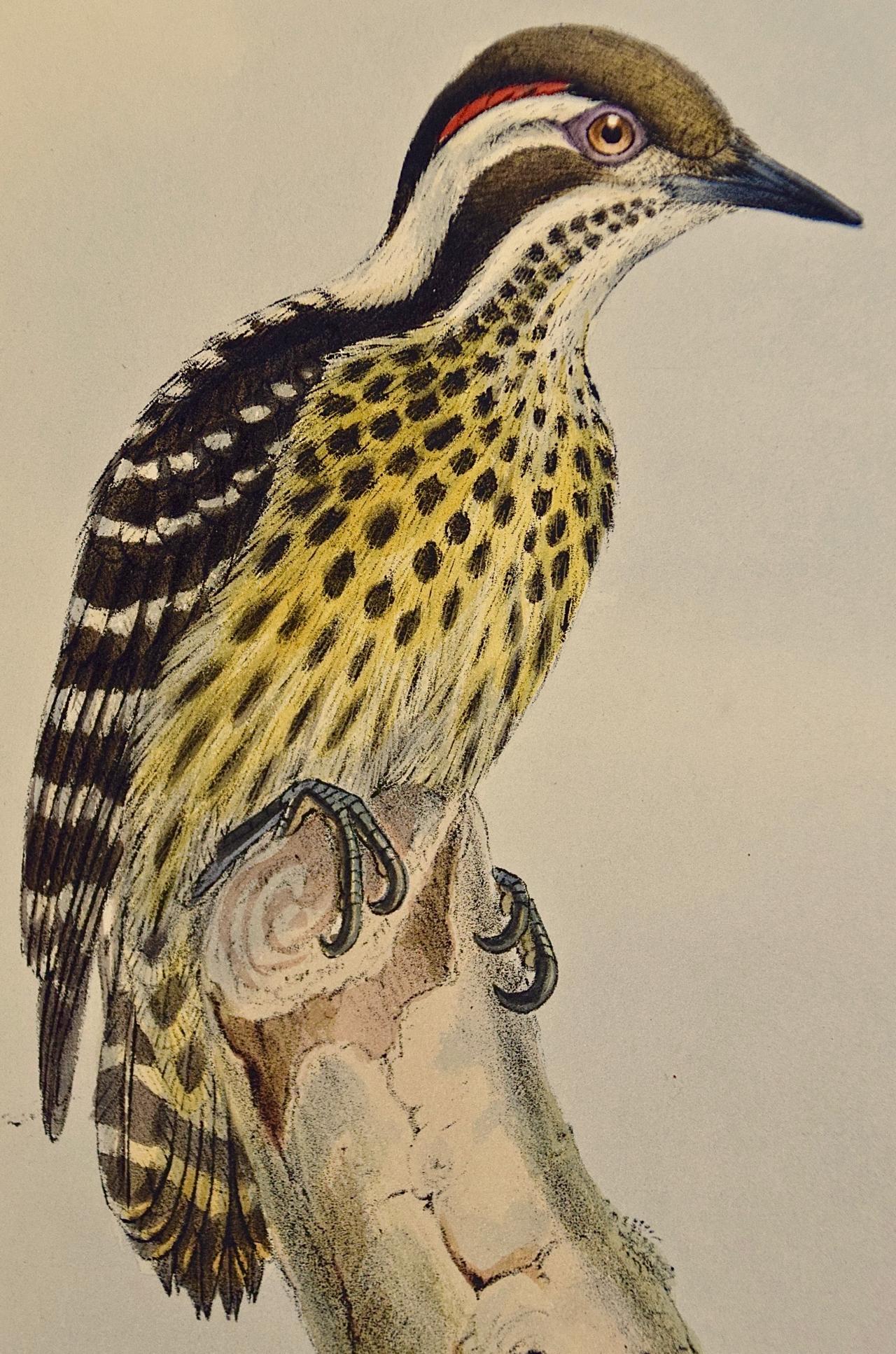 Woodpeckers, Sonnerat's Pygmy : une lithographie colorée à la main du 19e siècle - Naturalisme Print par John Gould and Henry Constantine Richter