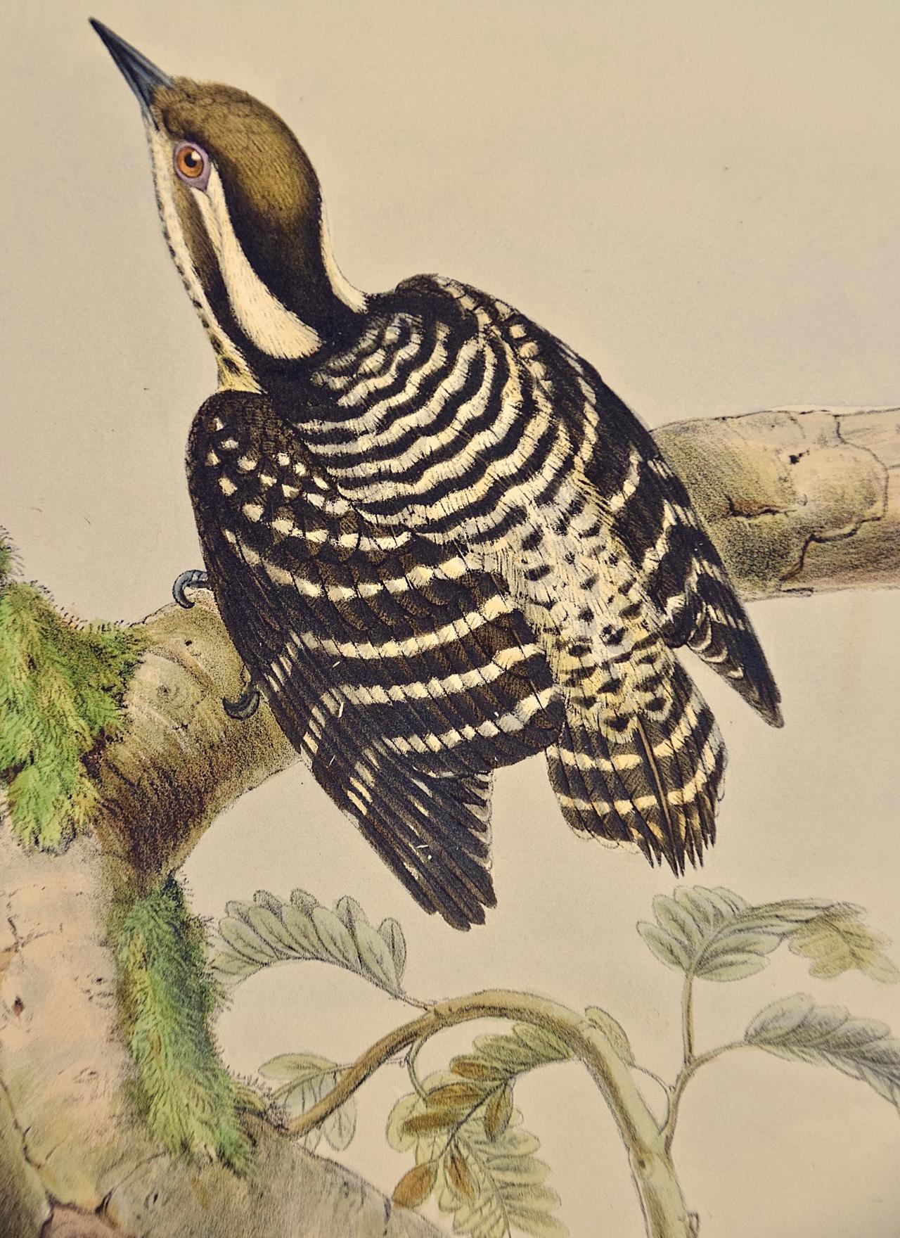 Woodpeckers, Sonnerat's Pygmy : une lithographie colorée à la main du 19e siècle - Beige Landscape Print par John Gould and Henry Constantine Richter