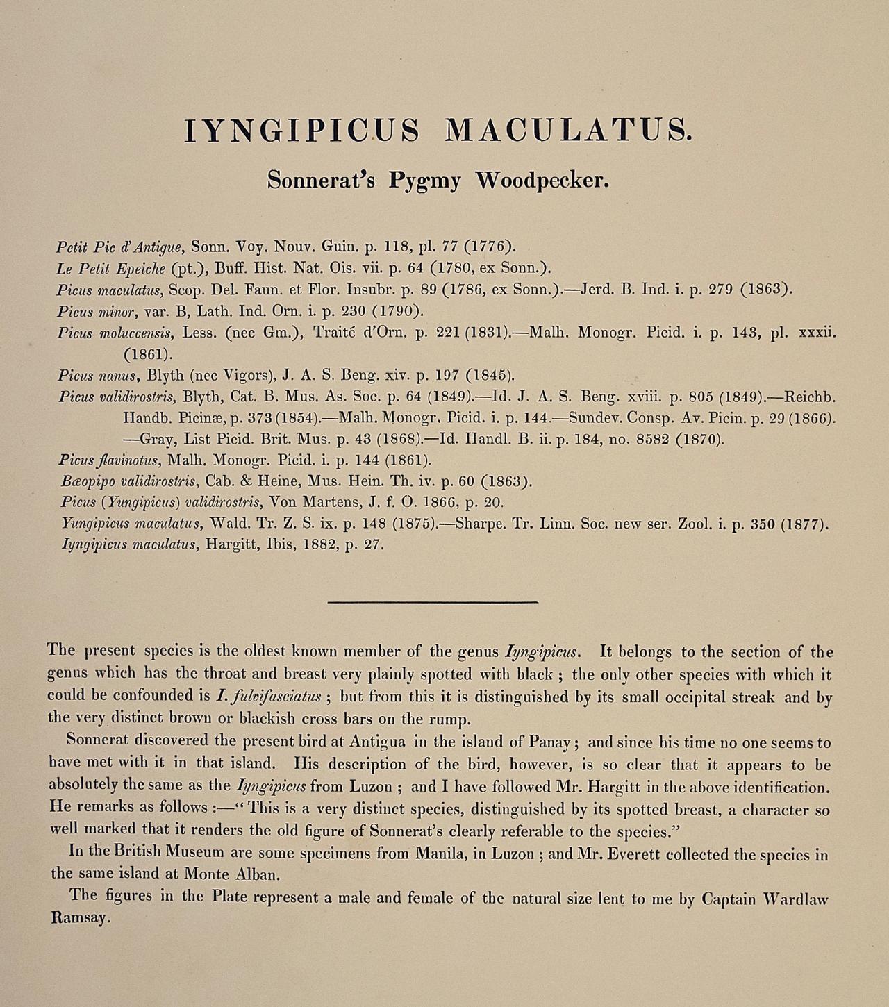 Woodpeckers, Sonnerat's Pygmy : une lithographie colorée à la main du 19e siècle en vente 1