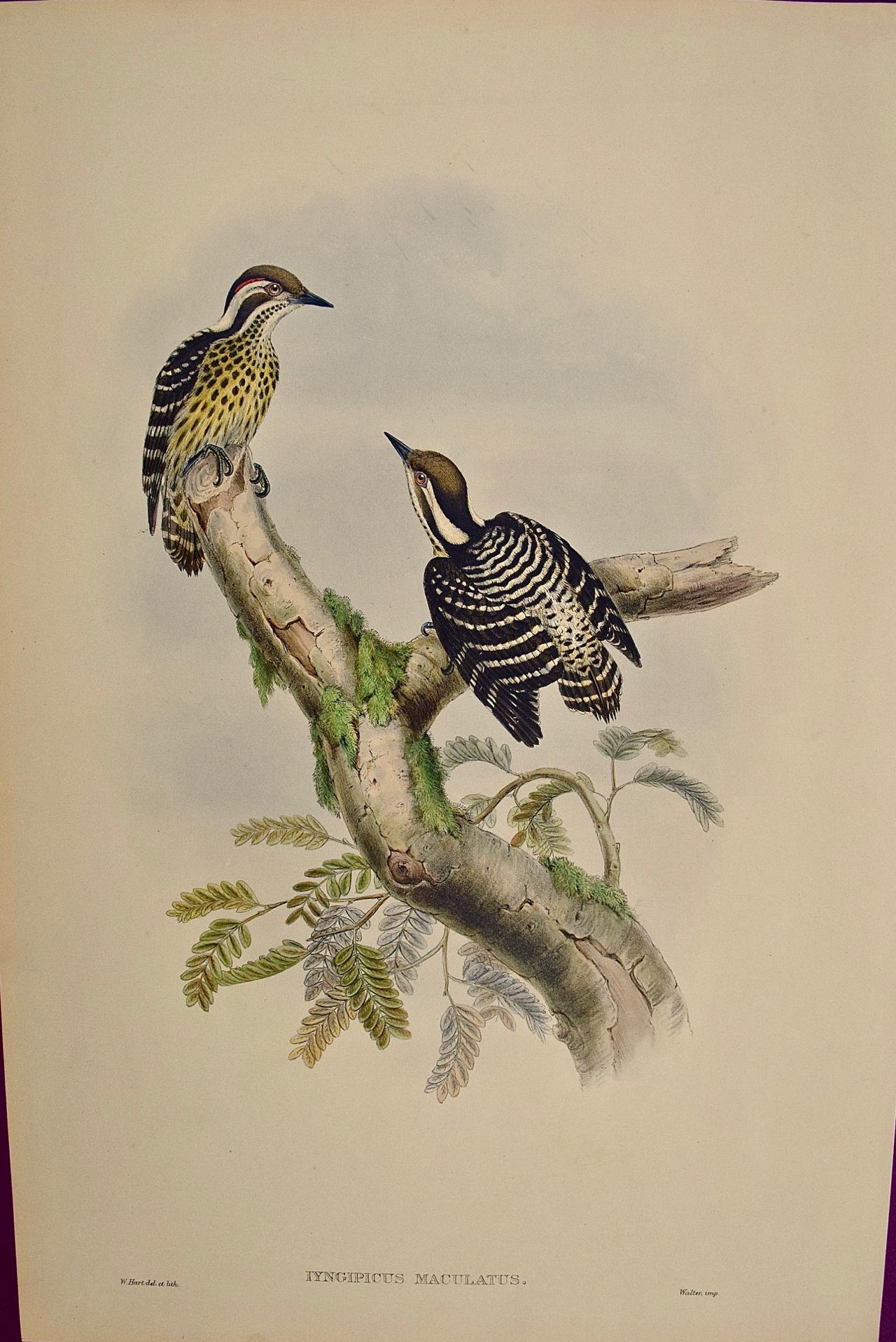 John Gould and Henry Constantine Richter Landscape Print - Woodpeckers, Sonnerat's Pygmy: A 19th C. Gould Hand-colored Lithograph