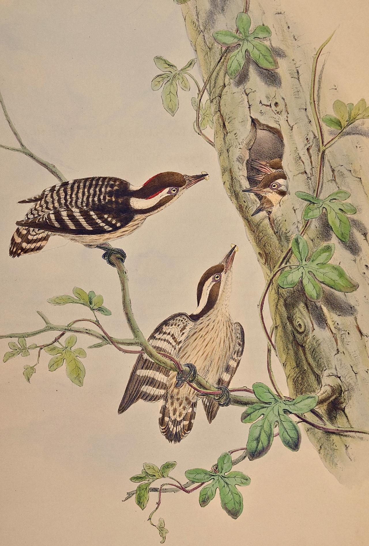 Woodpeckers, Travancore Peninsularis : une lithographie colorée à la main par Gould au 19e siècle - Print de John Gould and Henry Constantine Richter