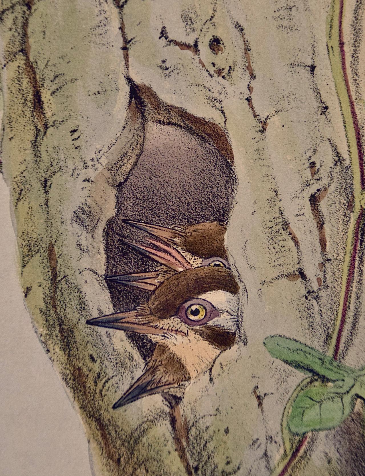 Woodpeckers, Travancore Peninsularis : une lithographie colorée à la main par Gould au 19e siècle - Naturalisme Print par John Gould and Henry Constantine Richter