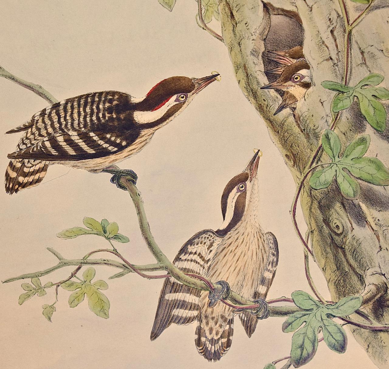 Woodpeckers, Travancore Peninsularis : une lithographie colorée à la main par Gould au 19e siècle - Beige Animal Print par John Gould and Henry Constantine Richter