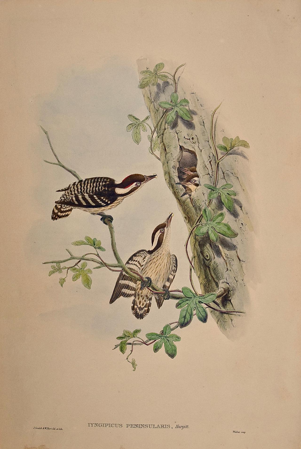 Animal Print John Gould and Henry Constantine Richter - Woodpeckers, Travancore Peninsularis : une lithographie colorée à la main par Gould au 19e siècle
