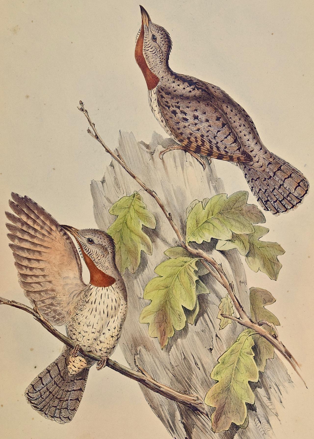 Indian Wryneck Birds (Yunx indica): A 19th C. Gould Hand-colored Lithograph - Print by John Gould and Henry Constantine Richter