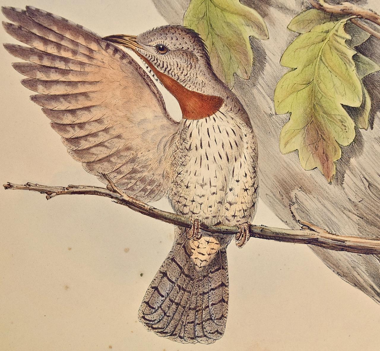 gould lithographs birds