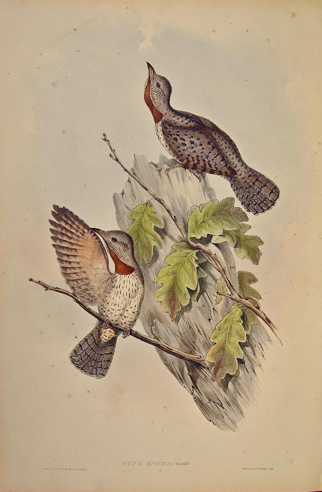 John Gould and Henry Constantine Richter Landscape Print - Indian Wryneck Birds (Yunx indica): A 19th C. Gould Hand-colored Lithograph