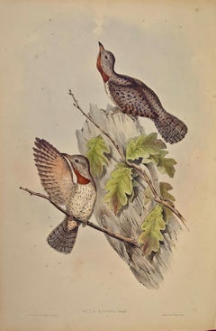 Antique Indian Wryneck Birds (Yunx indica): A 19th C. Gould Hand-colored Lithograph