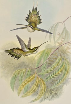 19th C. Gould Hand-colored Phaethornis Anthophilus (Pallid Hermit Hummingbirds)