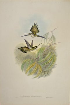 Antique 19th C. Gould Hand-colored Phaethornis Anthophilus (Pallid Hermit Hummingbirds)