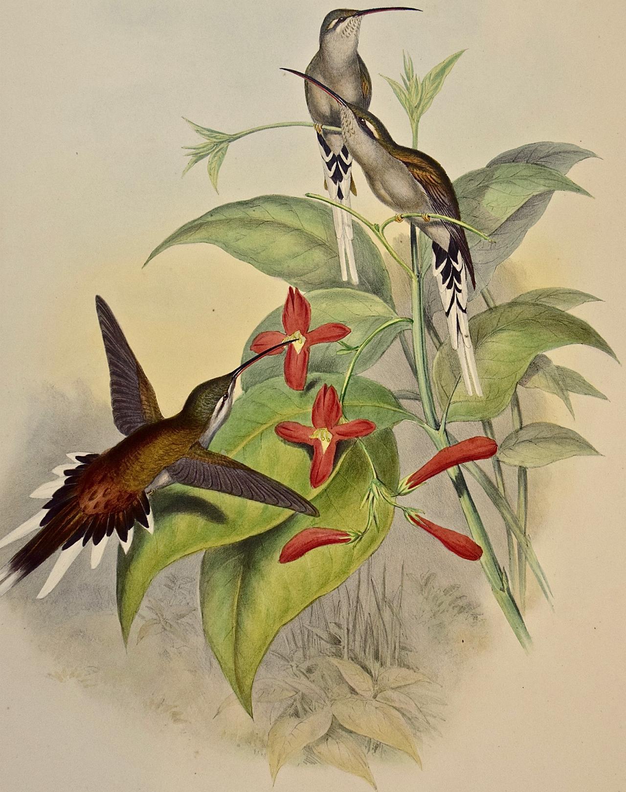 Hermit Hummingbirds de Salle : un « phaethornis Augusti » du 19e siècle coloré à la main par Gould en vente 5