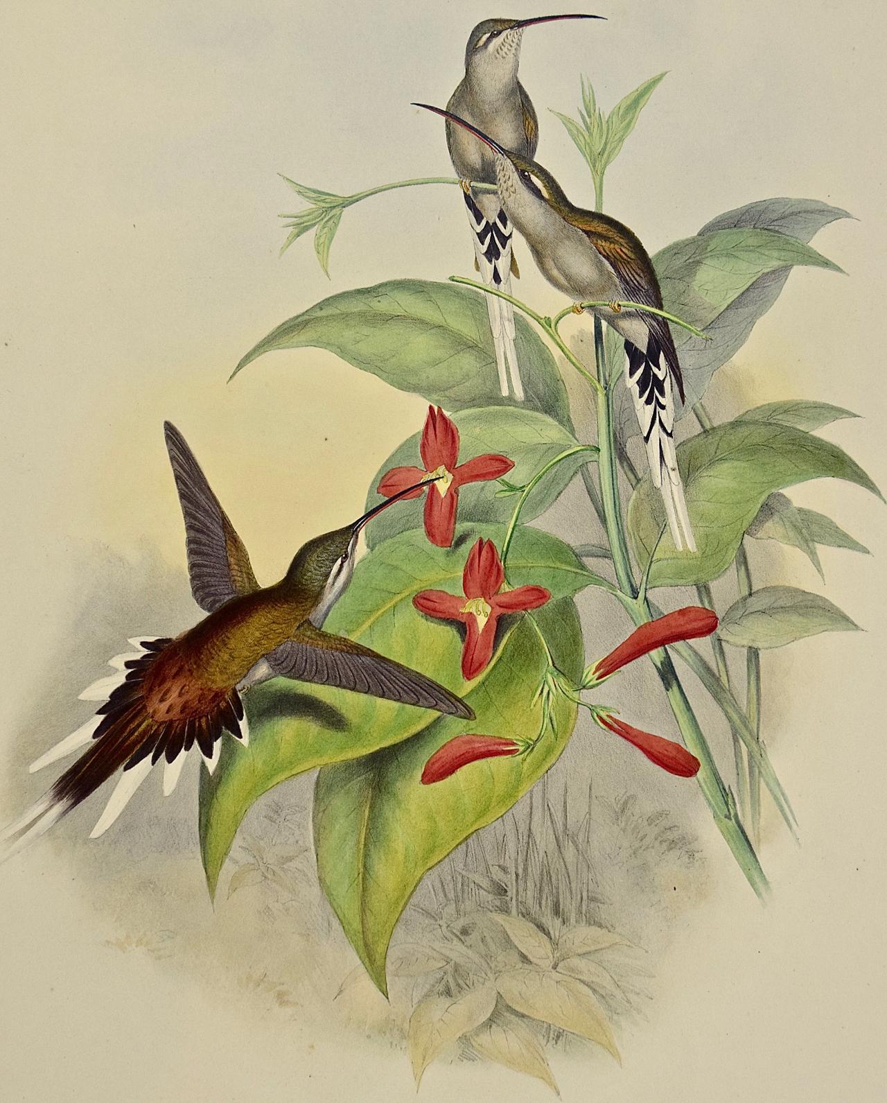 Hermit Hummingbirds de Salle : un « phaethornis Augusti » du 19e siècle coloré à la main par Gould - Print de John Gould and Henry Constantine Richter