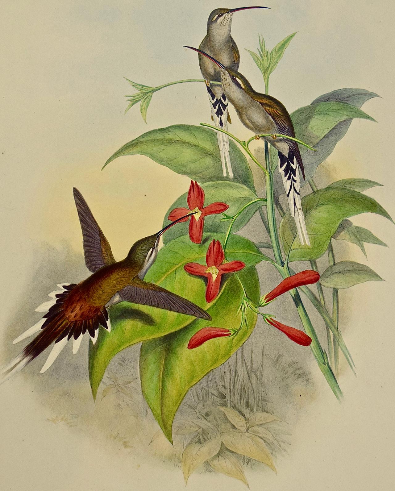 Hermit Hummingbirds de Salle : un « phaethornis Augusti » du 19e siècle coloré à la main par Gould - Naturalisme Print par John Gould and Henry Constantine Richter