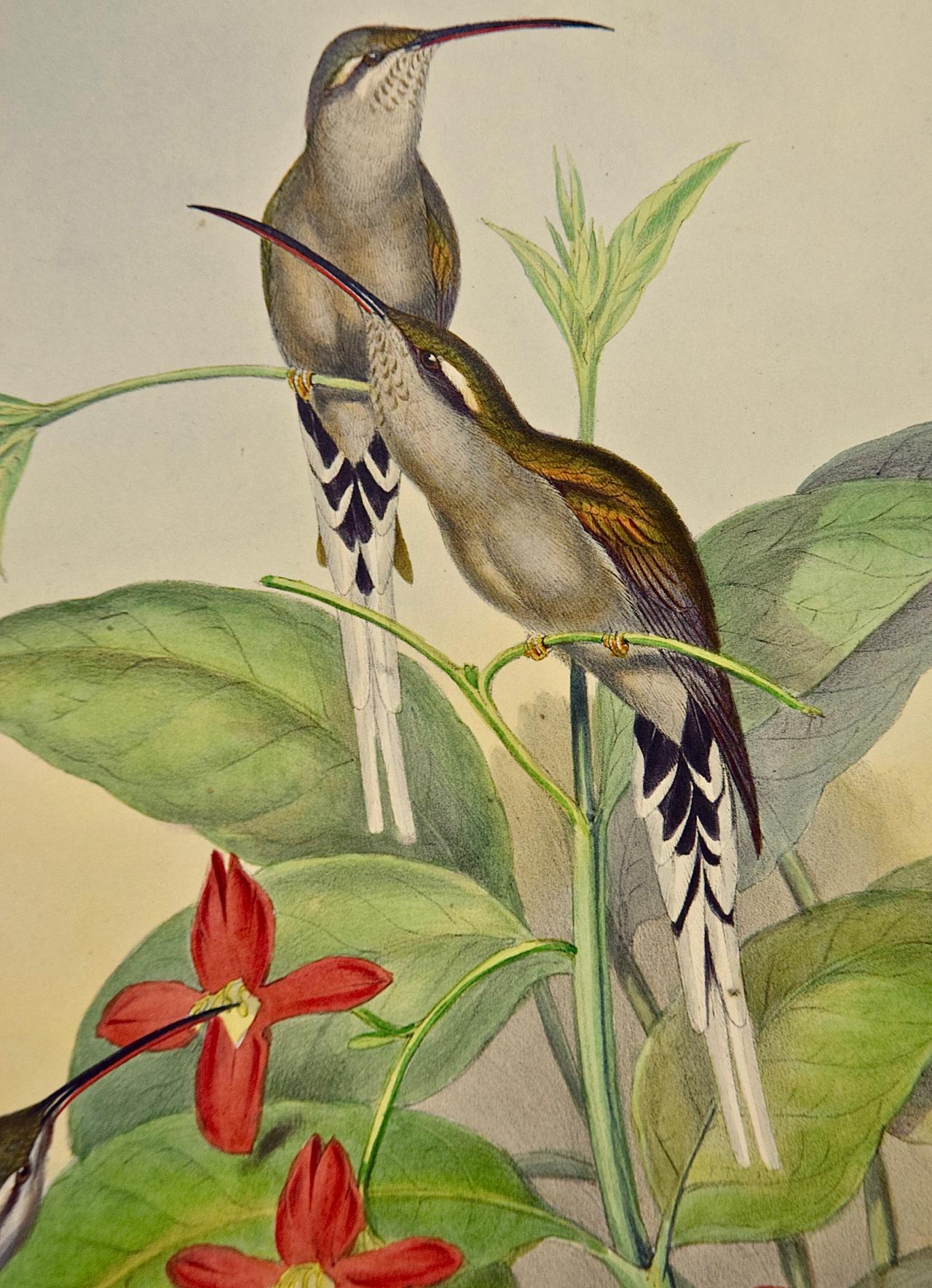 Hermit Hummingbirds de Salle : un « phaethornis Augusti » du 19e siècle coloré à la main par Gould - Beige Animal Print par John Gould and Henry Constantine Richter
