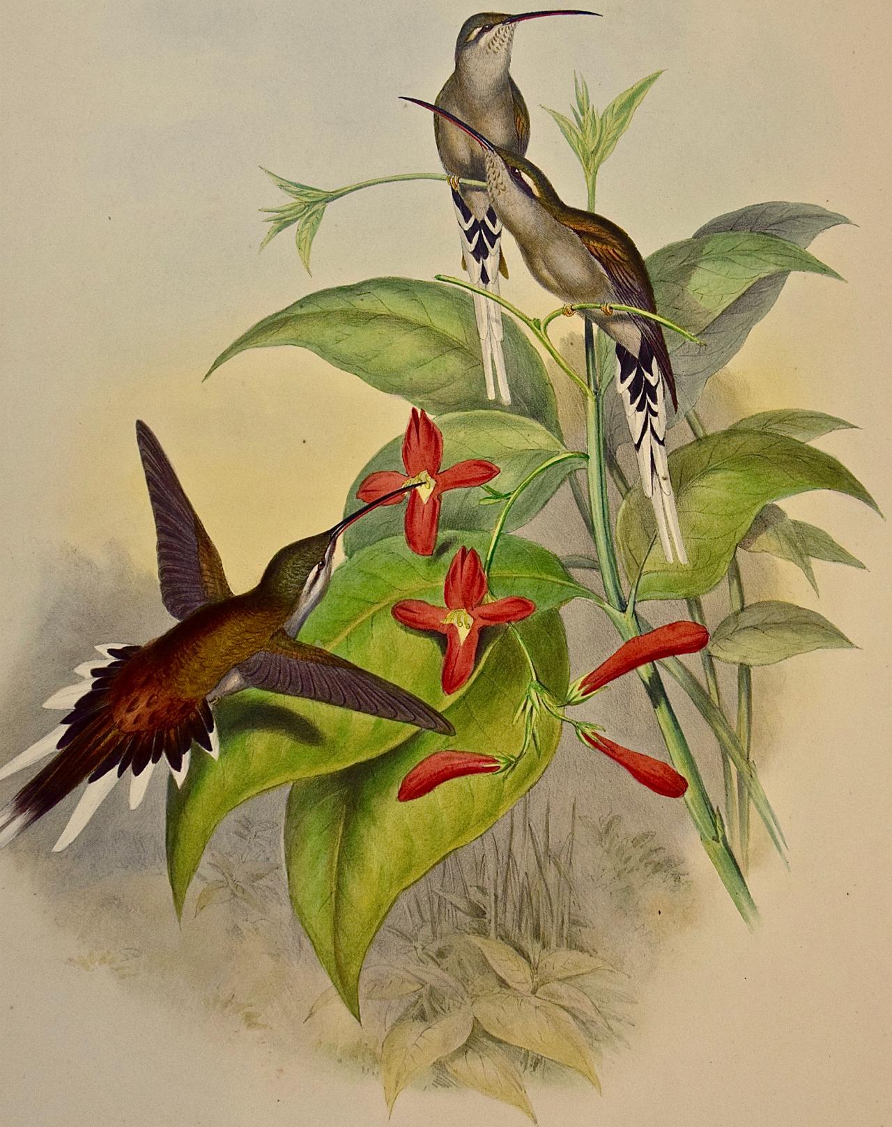 Hermit Hummingbirds de Salle : un « phaethornis Augusti » du 19e siècle coloré à la main par Gould en vente 1