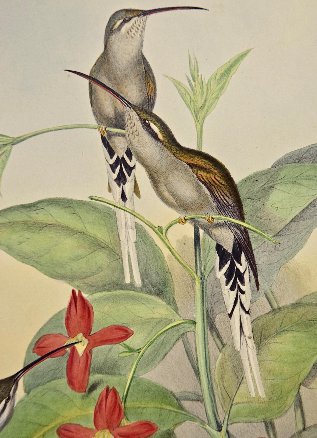 Hermit Hummingbirds de Salle : un « phaethornis Augusti » du 19e siècle coloré à la main par Gould en vente 3