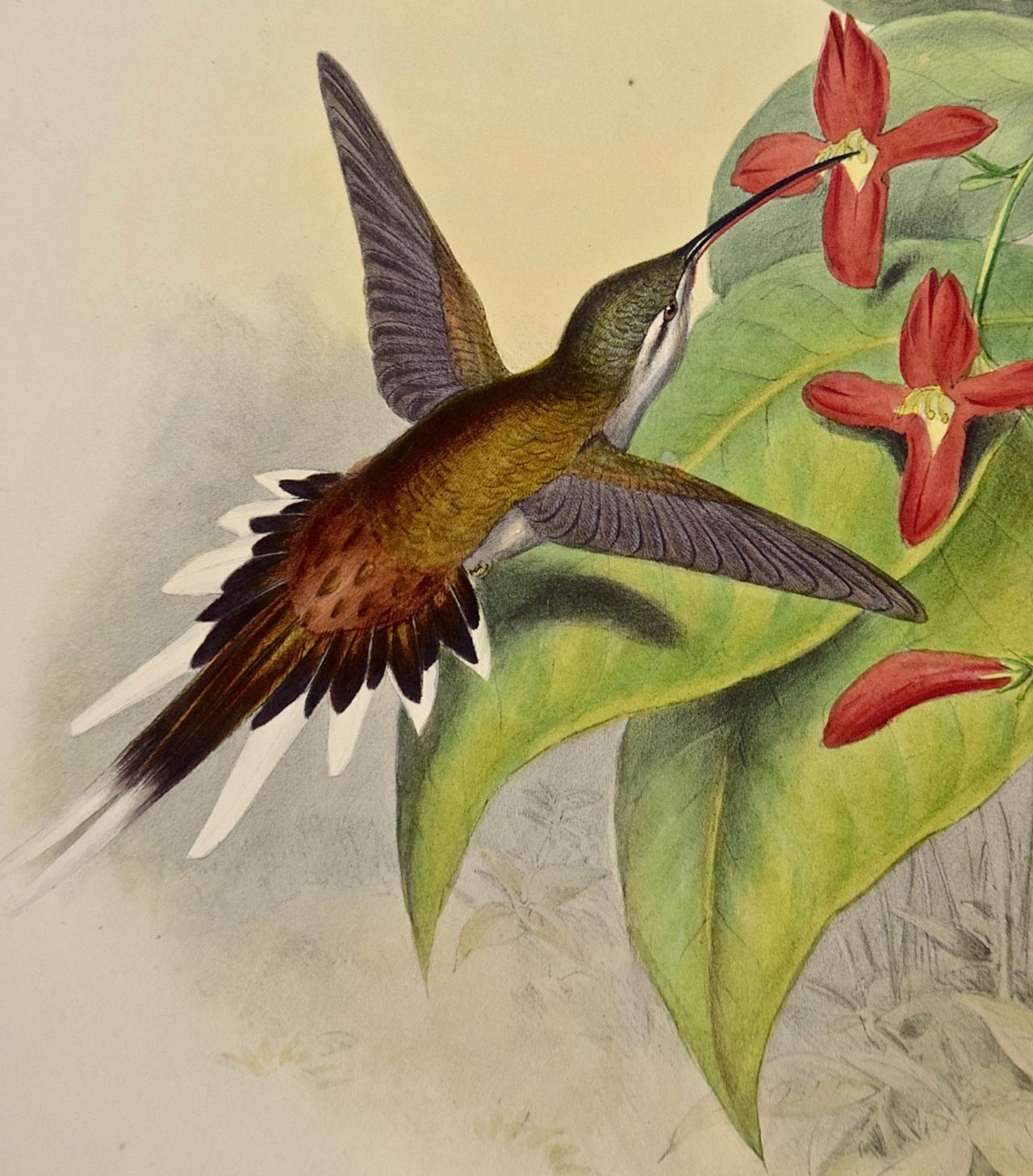 Hermit Hummingbirds de Salle : un « phaethornis Augusti » du 19e siècle coloré à la main par Gould en vente 4