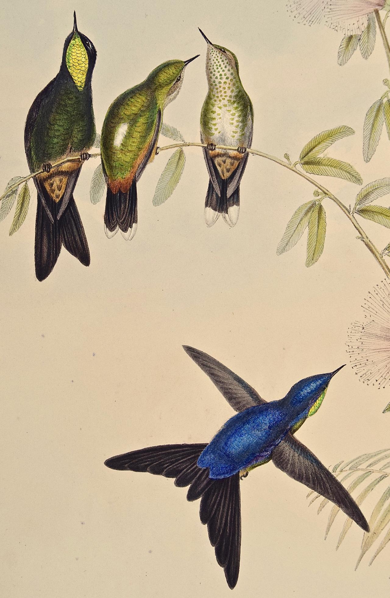 19th C. Gould Hand-colored Ramphomicron Microrhyncha (Thorn-billed Hummingbirds) - Print by John Gould and Henry Constantine Richter