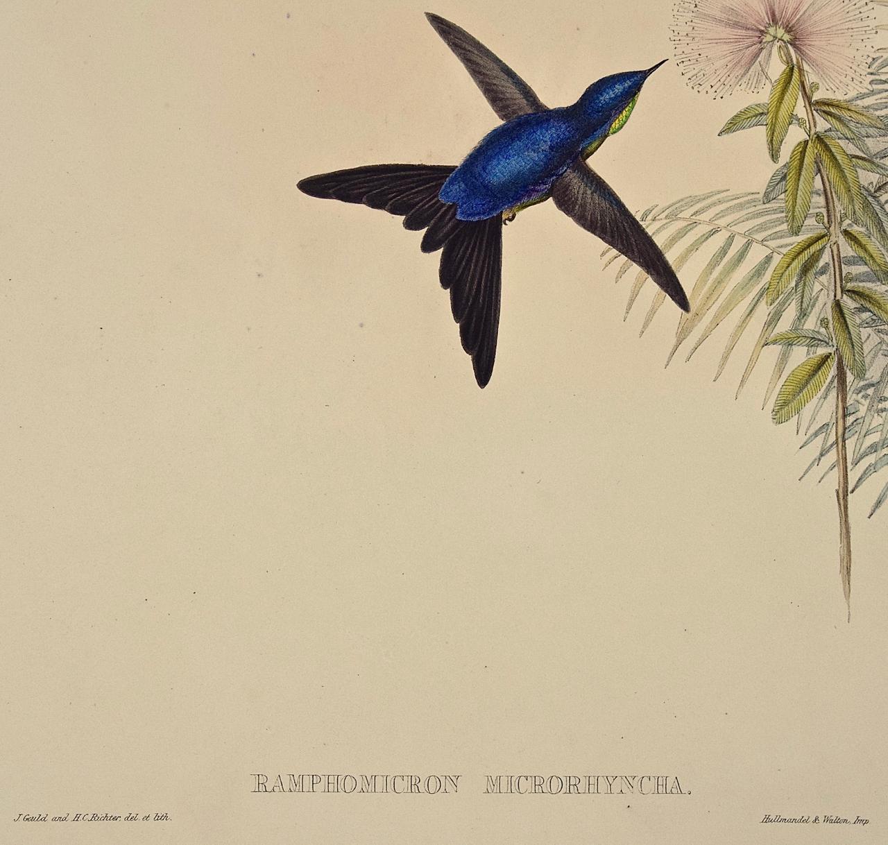 19th C. Gould Hand-colored Ramphomicron Microrhyncha (Thorn-billed Hummingbirds) - Naturalistic Print by John Gould and Henry Constantine Richter