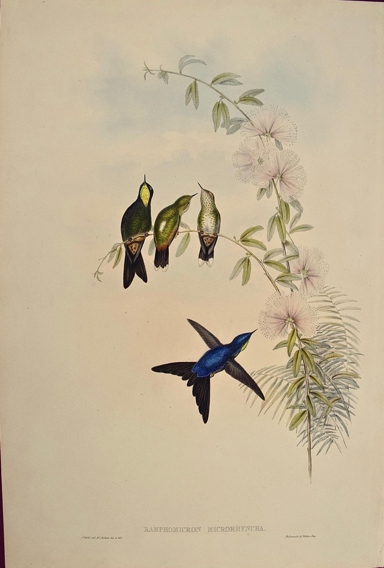 John Gould and Henry Constantine Richter Animal Print - 19th C. Gould Hand-colored Ramphomicron Microrhyncha (Thorn-billed Hummingbirds)