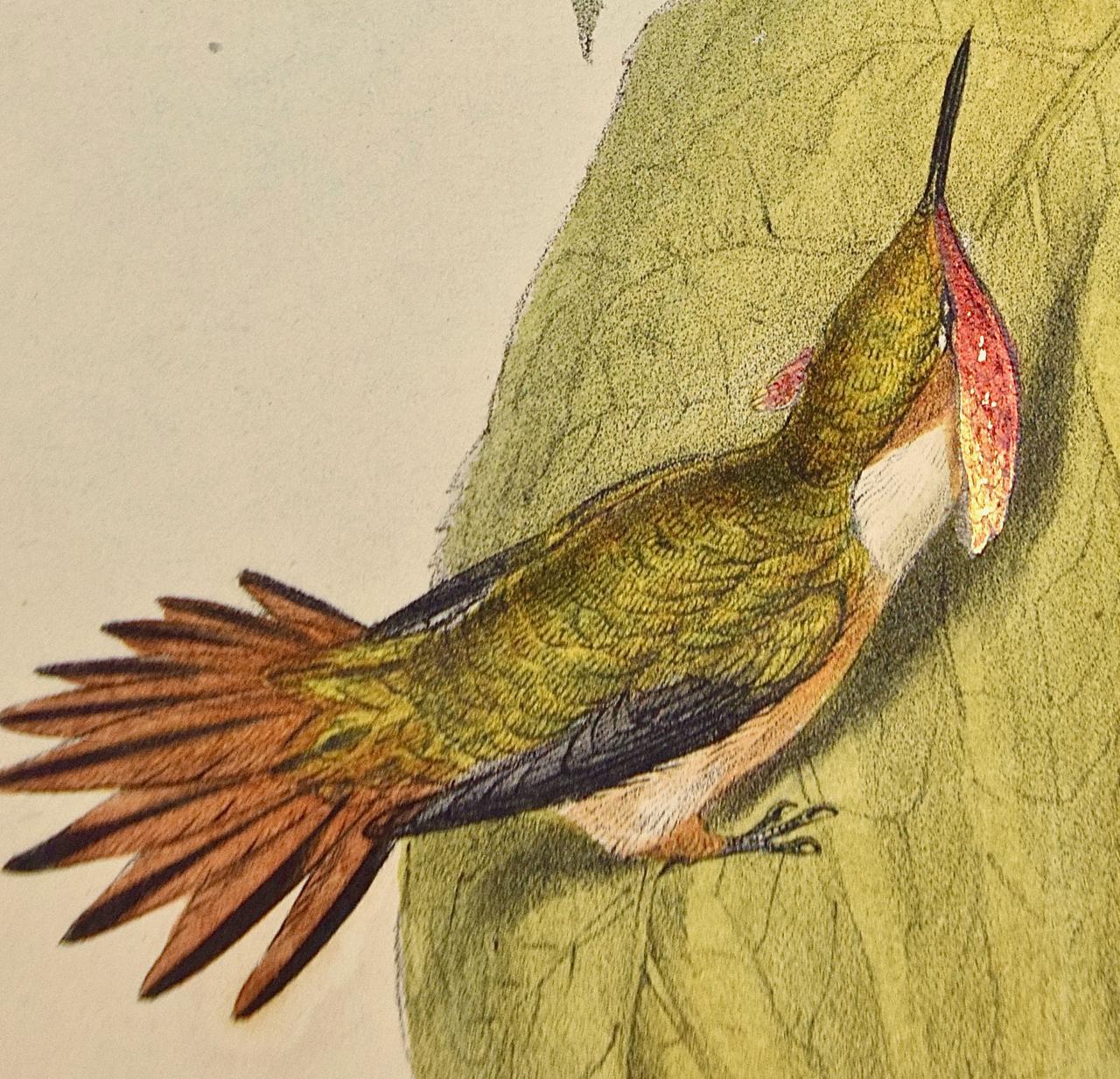 Scintilla en Selasphorus colorée à la main par Gould du 19e siècle (oiseaux de fougère du 19e siècle) en vente 1
