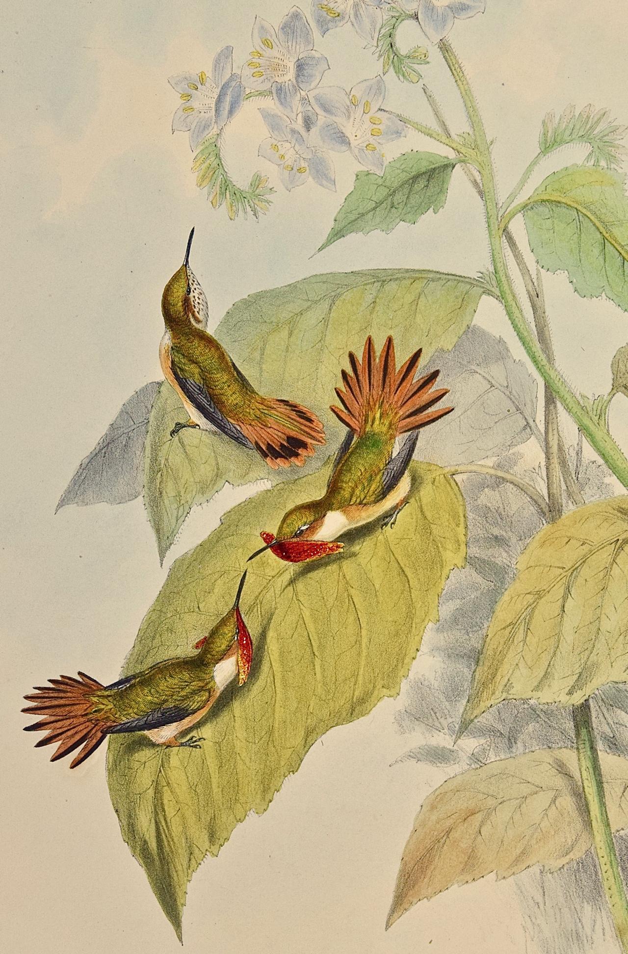 Scintilla en Selasphorus colorée à la main par Gould du 19e siècle (oiseaux de fougère du 19e siècle) - Print de John Gould and Henry Constantine Richter
