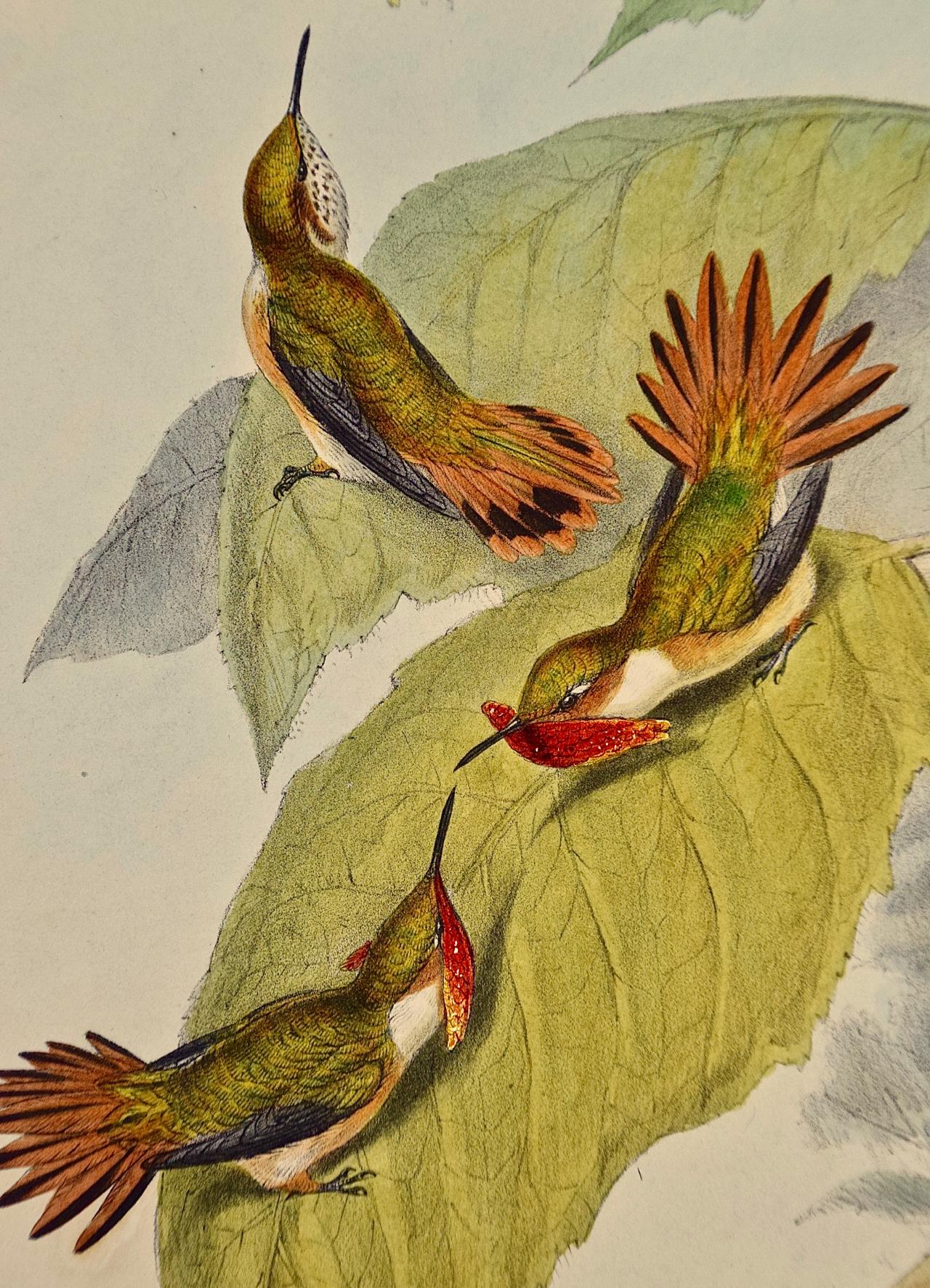 Scintilla en Selasphorus colorée à la main par Gould du 19e siècle (oiseaux de fougère du 19e siècle) - Naturalisme Print par John Gould and Henry Constantine Richter