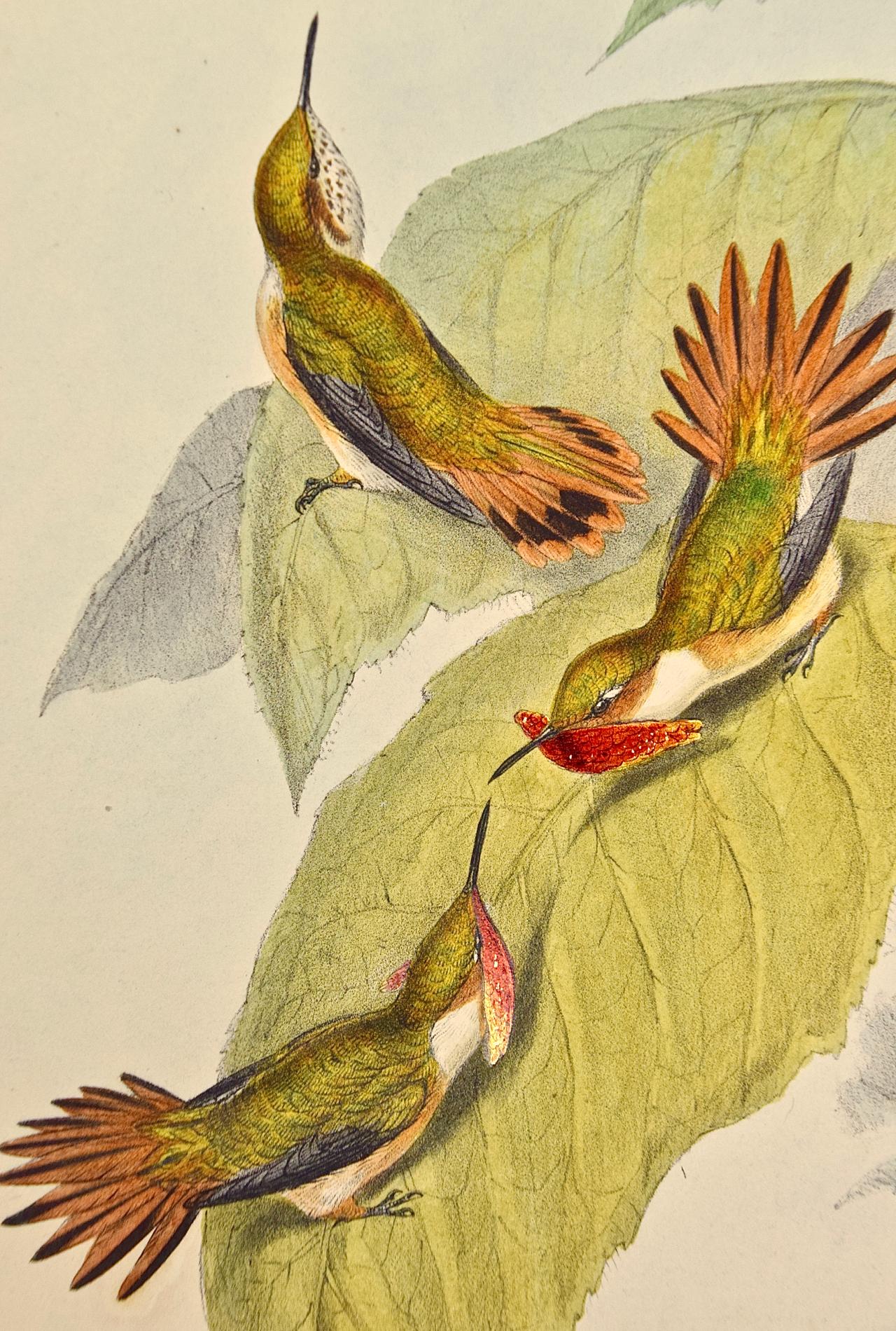 Scintilla en Selasphorus colorée à la main par Gould du 19e siècle (oiseaux de fougère du 19e siècle) - Beige Animal Print par John Gould and Henry Constantine Richter