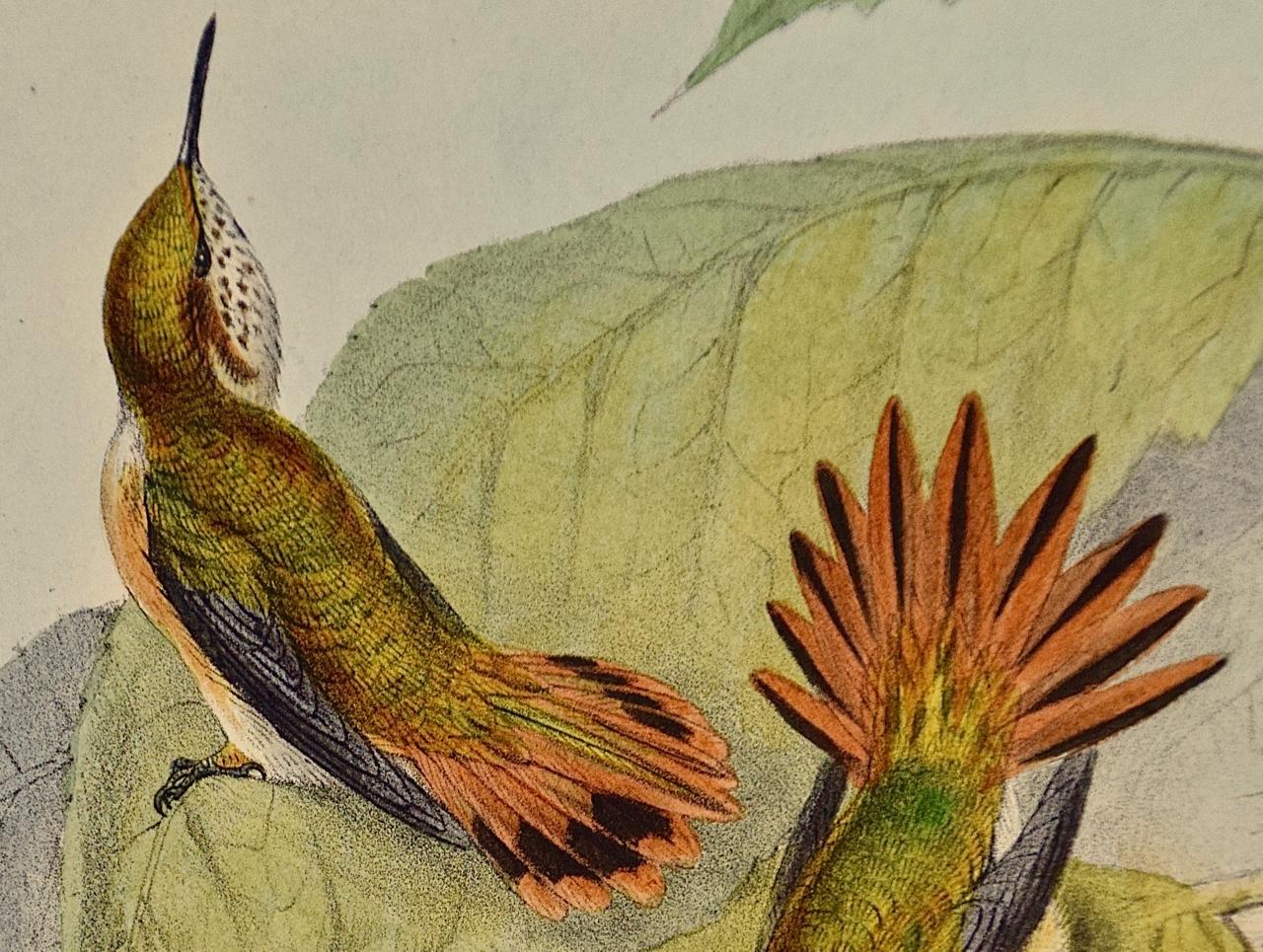 Flame-bearer Hummingbirds: A 19th C. Gould Hand-colored 