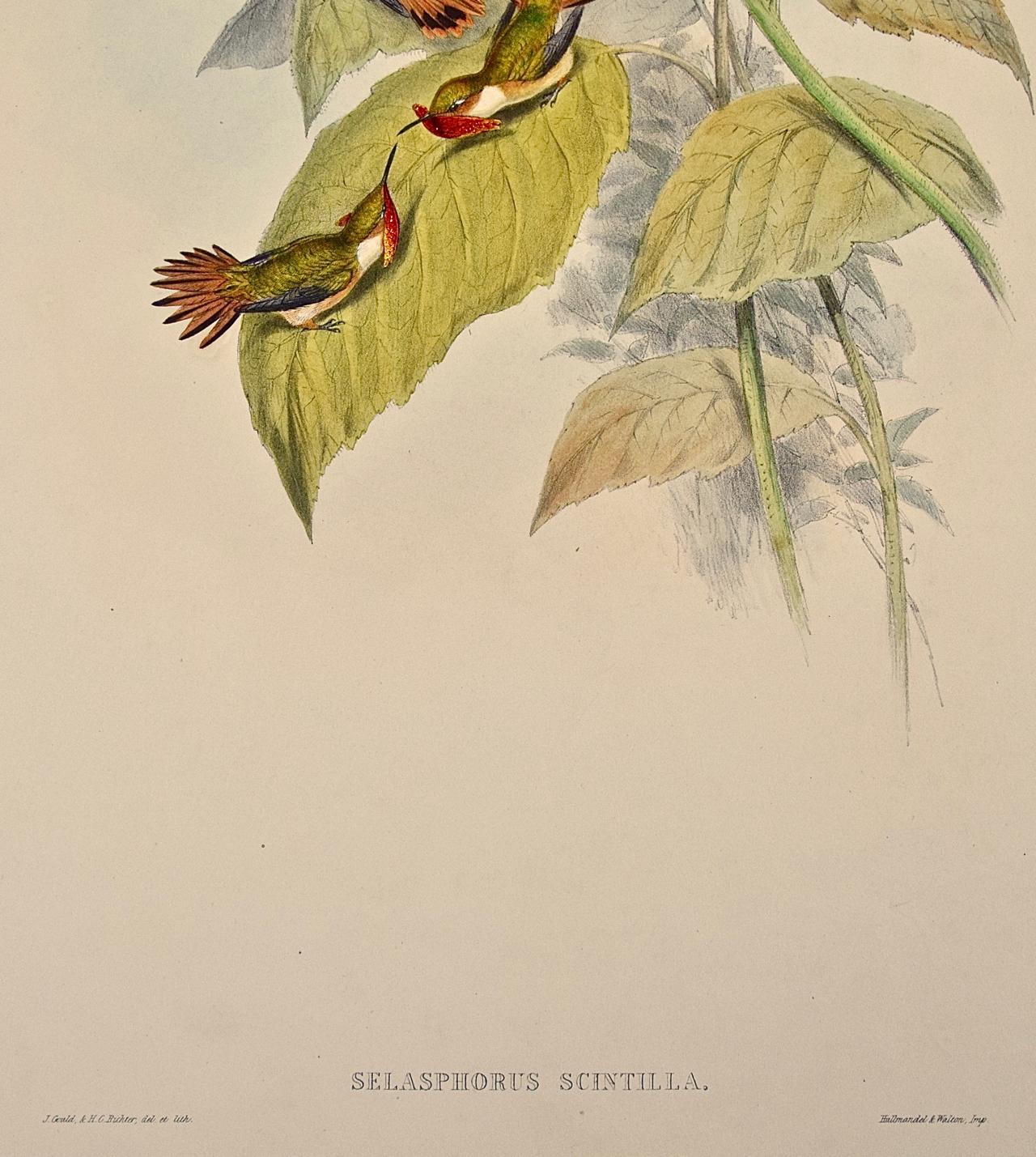 Scintilla en Selasphorus colorée à la main par Gould du 19e siècle (oiseaux de fougère du 19e siècle) en vente 3