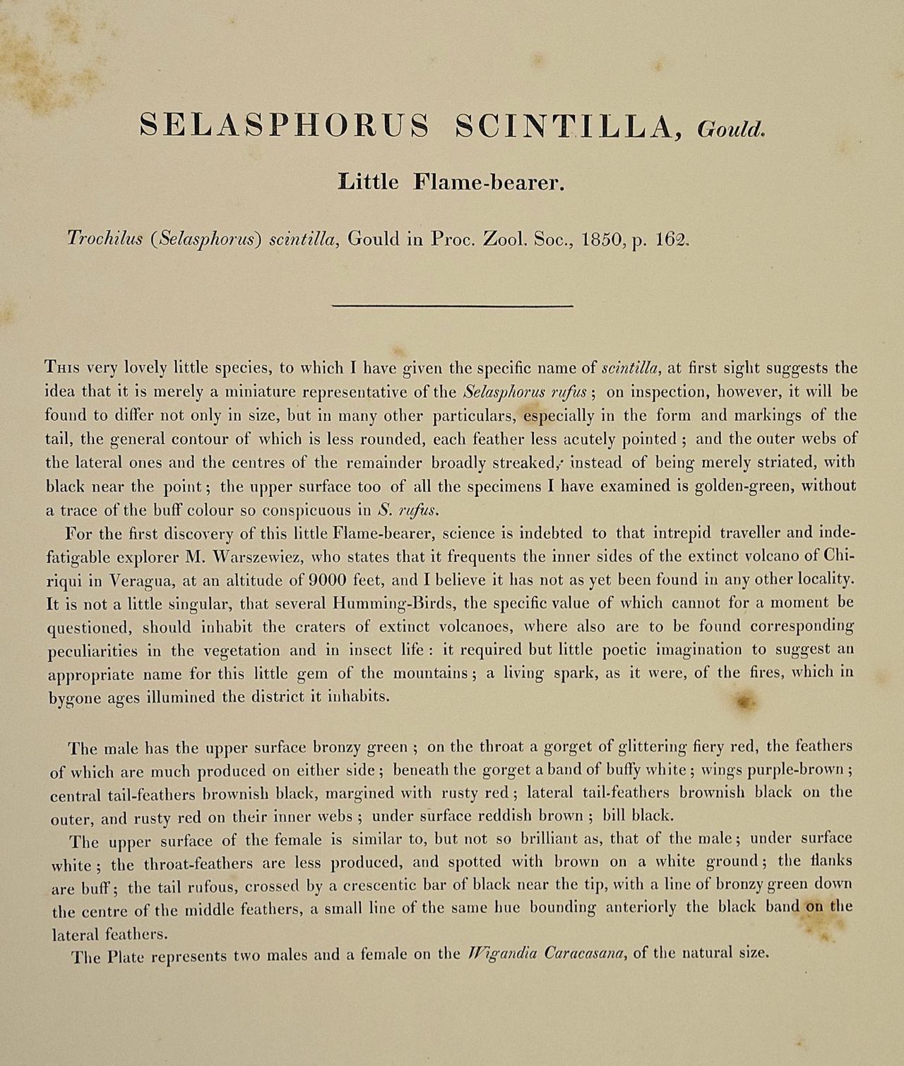 Scintilla en Selasphorus colorée à la main par Gould du 19e siècle (oiseaux de fougère du 19e siècle) en vente 4