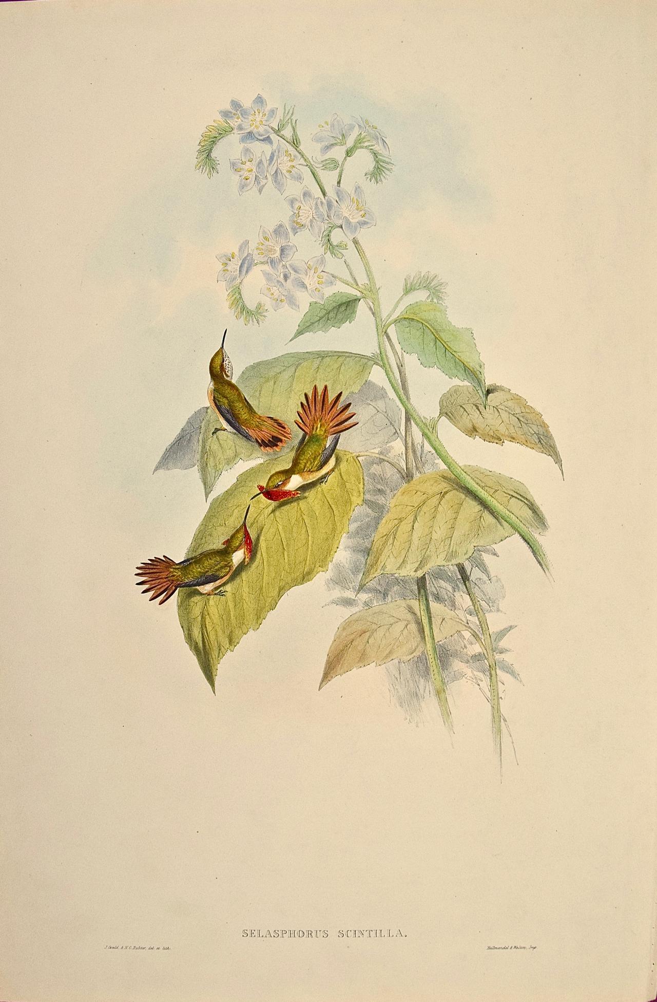 John Gould and Henry Constantine Richter Animal Print - Flame-bearer Hummingbirds: A 19th C. Gould Hand-colored "Selasphorus Scintilla"