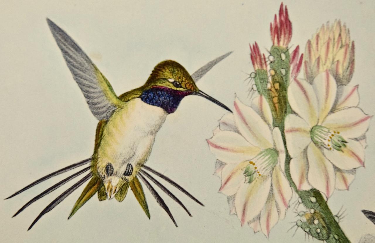 Yarrell's Wood-star Hummingbirds: A 19th Century Hand-Colored Gould Lithograph For Sale 2