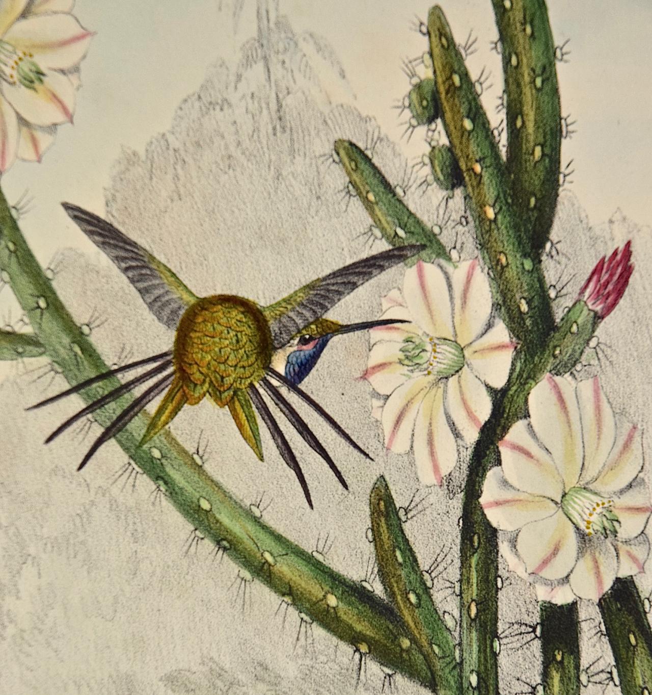 Yarrell's Wood-star Hummingbirds: A 19th Century Hand-Colored Gould Lithograph For Sale 3