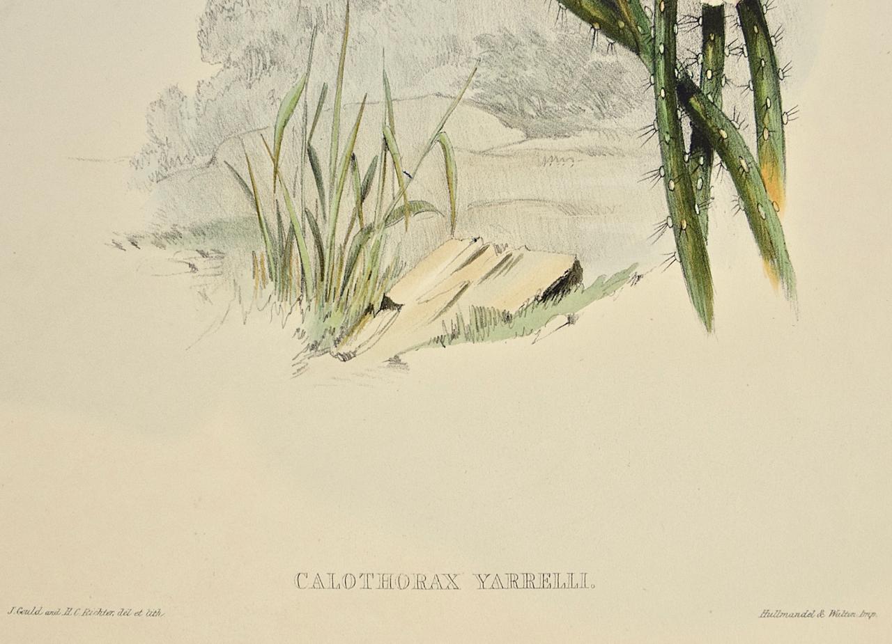 Étoiles d'hirondelles en bois de Yarrell : lithographie du 19e siècle colorée à la main en vente 7